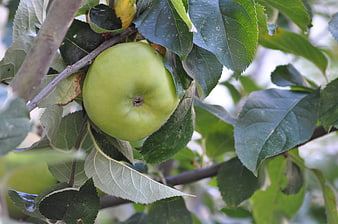 Green Apple Hanging on Tree Branch with Leaves