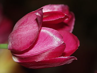 Close-up of a vibrant pink tulip flower