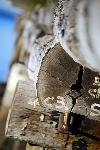 Close-up of weathered wooden logs with white markings