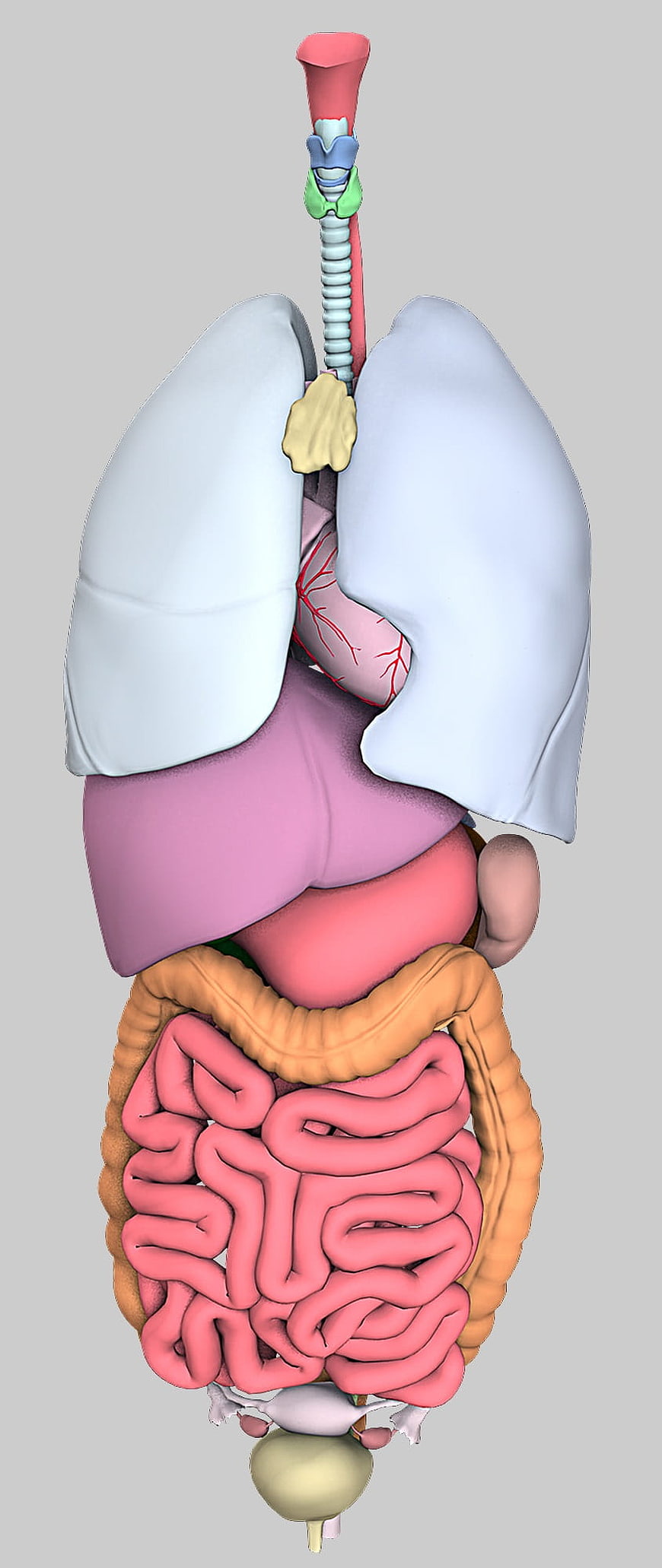 3D Medical Illustration of Human Internal Organs and Digestive System