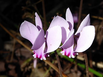Pink Cyclamen Flowers Blooming In Autumn Forest