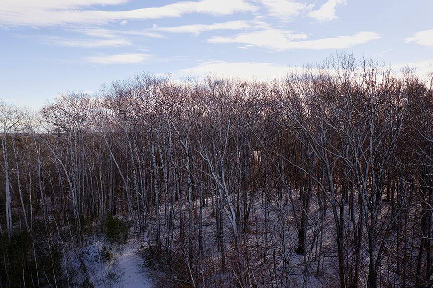 Winter Forest with Bare Trees and Snowy Ground