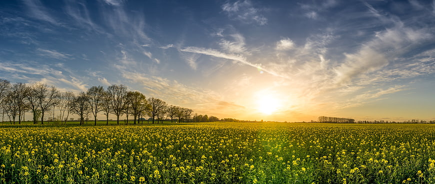 Panoramic sunset over a vibrant yellow rapeseed field with trees