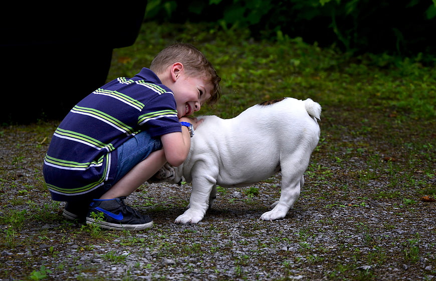 Boy Laughing While Hugging White English Bulldog Outdoors
