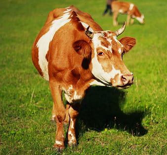 Brown and white cow standing in green pasture