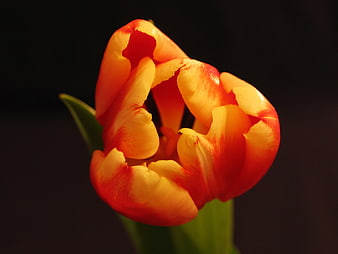 Close-up of vibrant orange and yellow tulip on black background