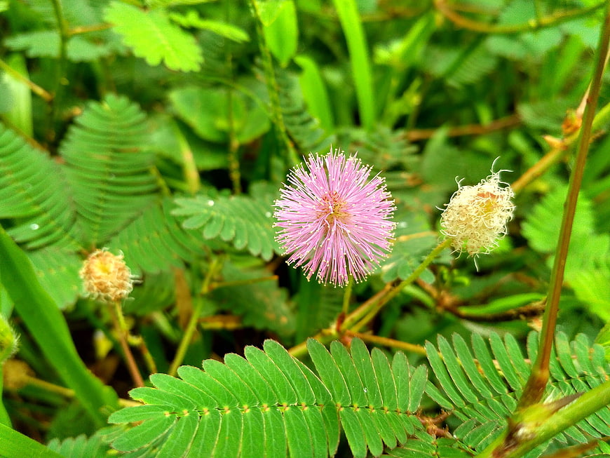 Pink Mimosa Pudica Flower with Fern-like Leaves