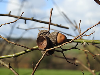 Close-up of acorns on a thorny branch against a blurred background