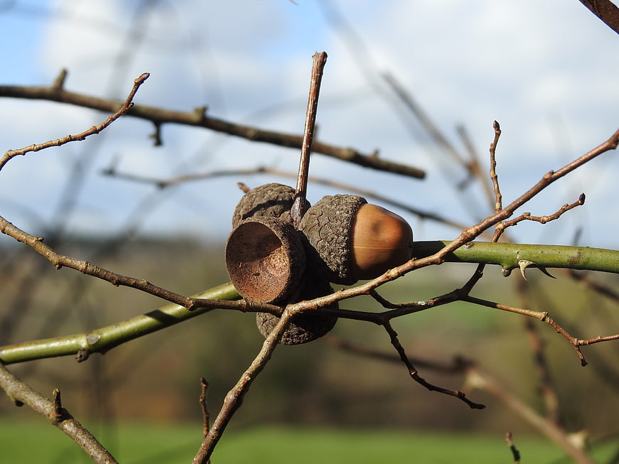 Close-up of acorns on a thorny branch against a blurred background
