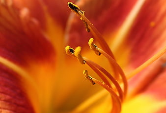 Macro Close-Up of Orange Lily Stamen and Pollen