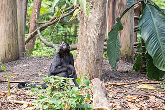 Black howler monkey sitting in jungle enclosure