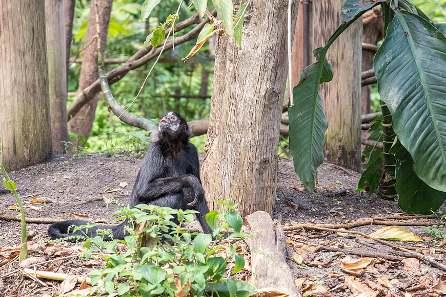 Black howler monkey sitting in jungle enclosure