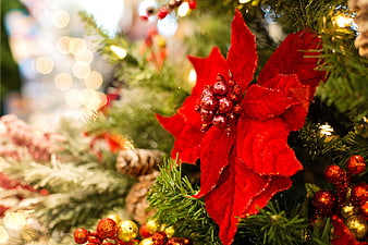 Red Poinsettia Christmas Decoration Close Up