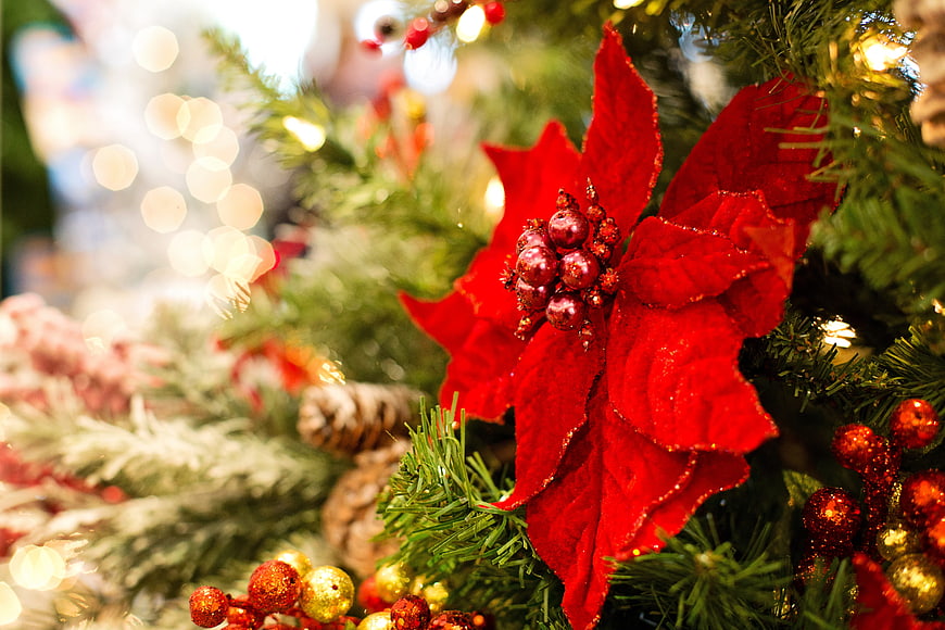 Red Poinsettia Christmas Decoration Close Up