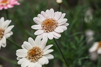 Close-up of delicate white and pink daisies in a garden