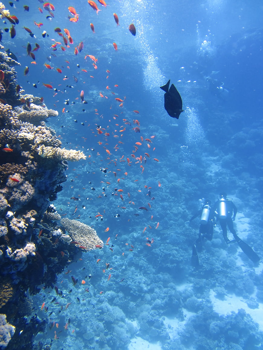 Scuba Divers Exploring Vibrant Coral Reef Underwater