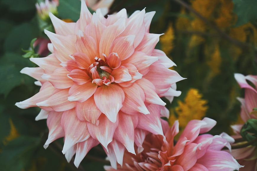 Close-up of Pink and White Bicolor Dahlia Flower