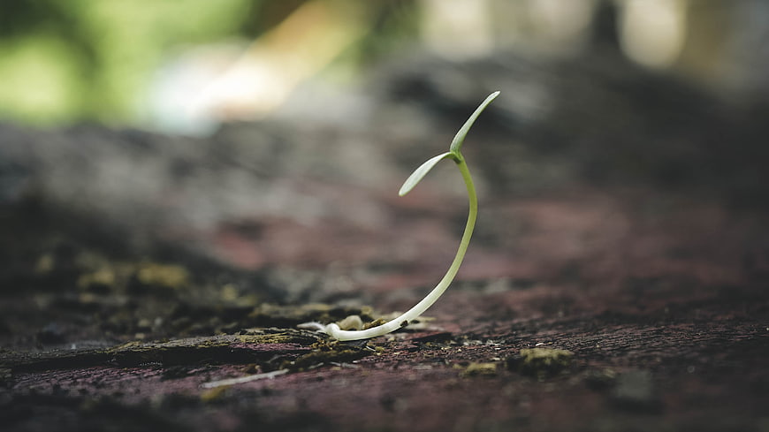 Tiny Green Sprout Growing on Weathered Wood