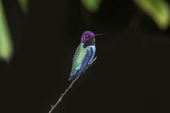 Vibrant Purple and Green Hummingbird Perched on Branch
