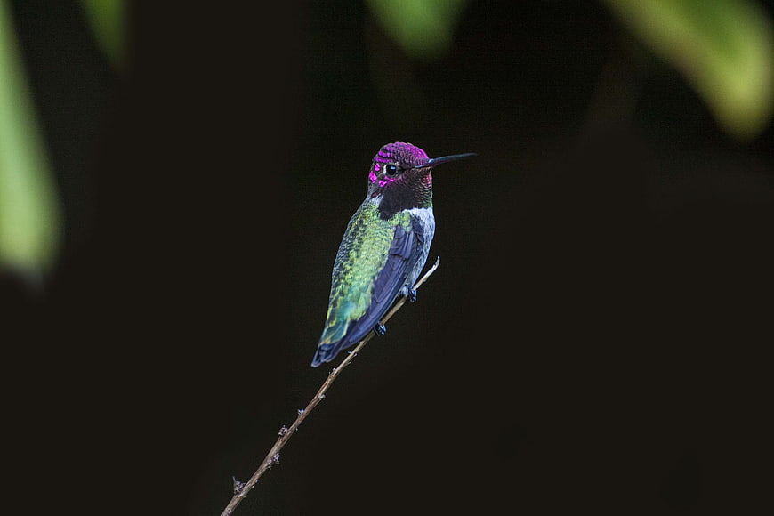 Vibrant Purple and Green Hummingbird Perched on Branch
