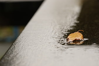 Lone autumn leaf resting in a rain puddle on wet pavement