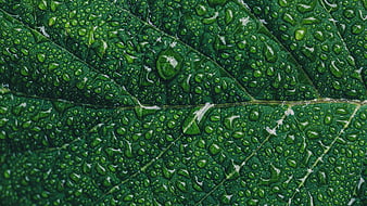 Macro Close-Up of Green Leaf with Water Droplets