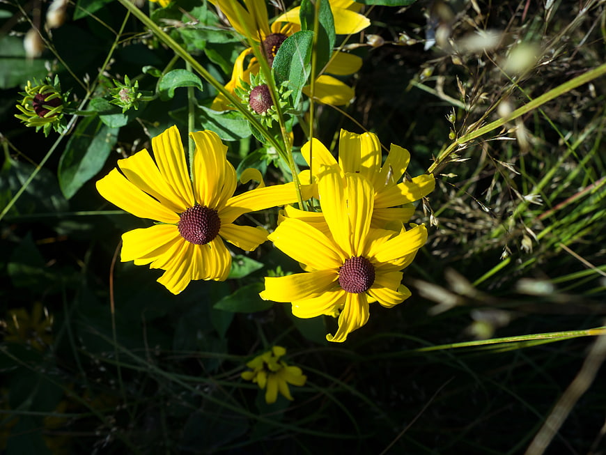 Close-up of vibrant yellow black-eyed susan flowers in sunlight