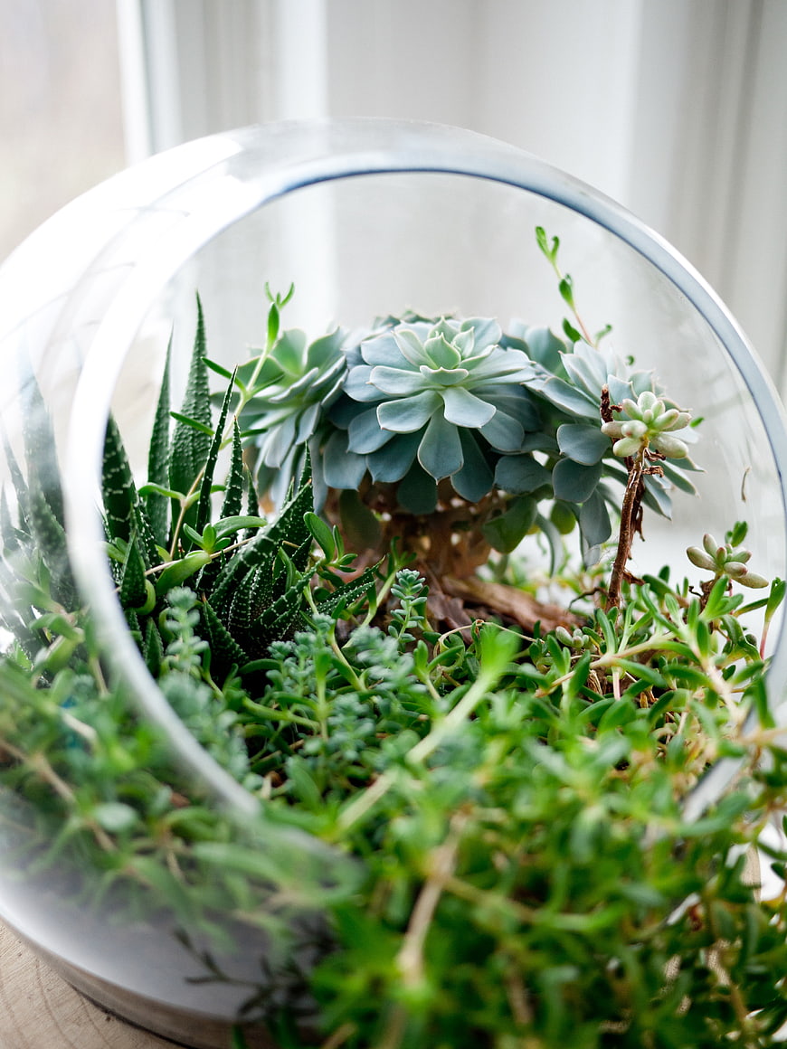 Close-up of succulent terrarium in glass bowl