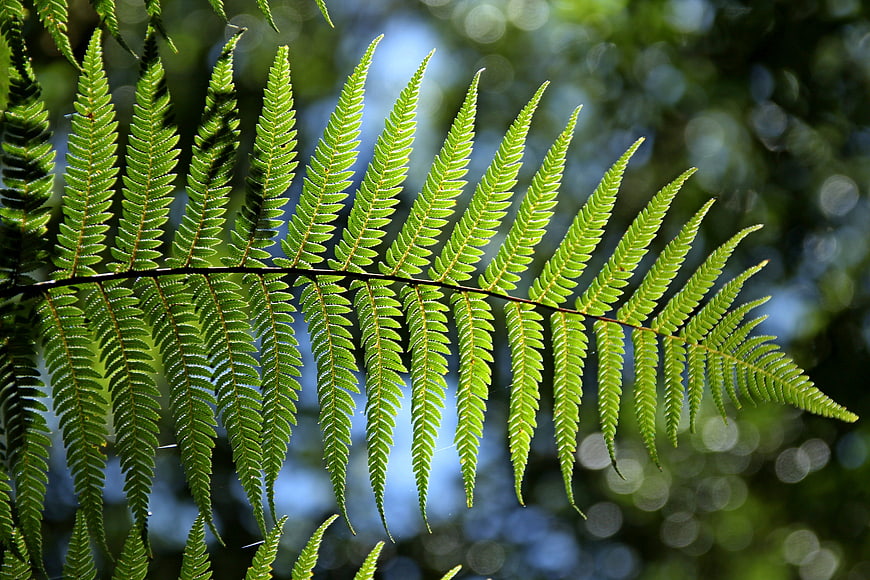 Vibrant Green Fern Frond Against Blurred Forest Background