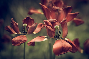 Close-up of Wilted Red Tulips with Vintage Filter