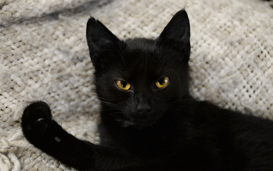 Cute Black Kitten with Yellow Eyes on White Rug