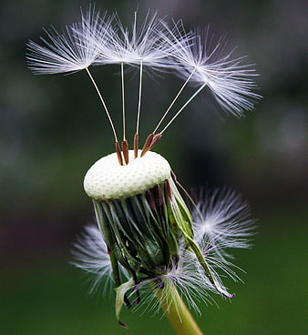 Close-up of Dandelion Seeds Dispersing in Wind