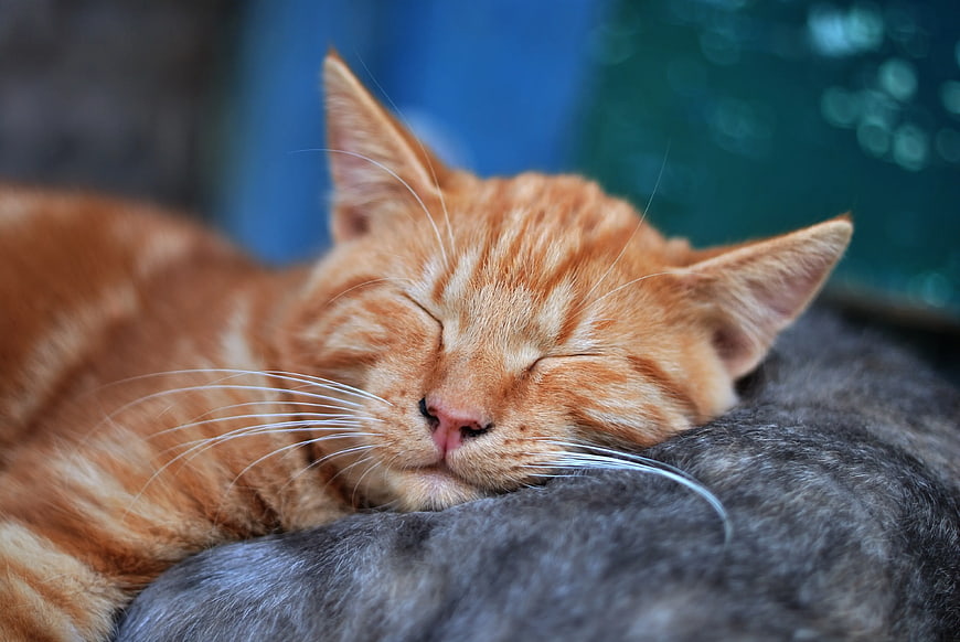 Sleeping Orange Tabby Cat Resting on Gray Fur