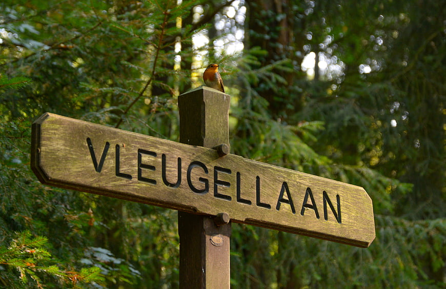 European Robin perched on wooden street sign in forest