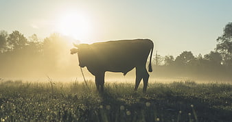 Silhouette of a Bull in Misty Morning Field