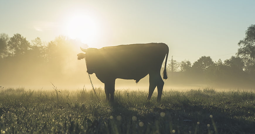 Silhouette of a Bull in Misty Morning Field