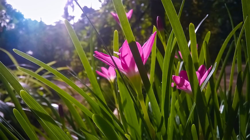 Pink Rain Lily Flowers Backlit by Sunlight in Green Grass