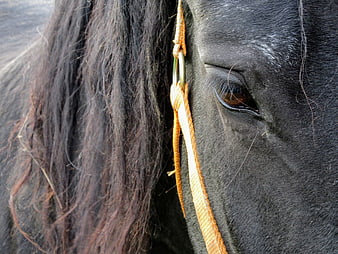 Close-up of a black horse's eye with orange halter