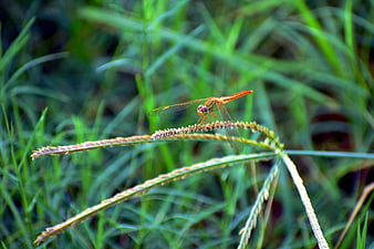 Orange Dragonfly Perched on Grass Stem in Nature