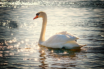 White Swan Swimming in Sparkling Lake Water