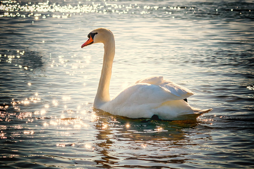White Swan Swimming in Sparkling Lake Water