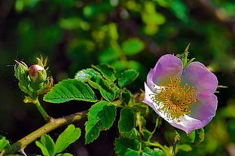 Wild Rose Flower with Green Leaves and Bud