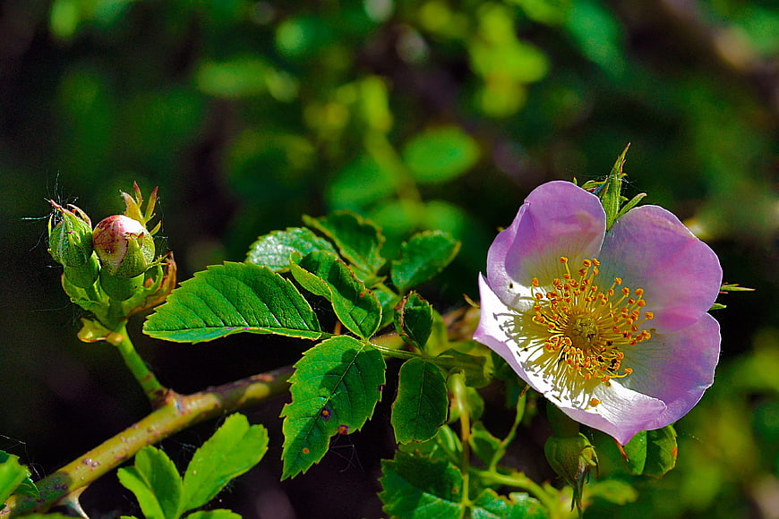 Wild Rose Flower with Green Leaves and Bud