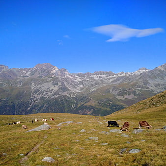 Cows grazing in alpine meadow with mountain peaks
