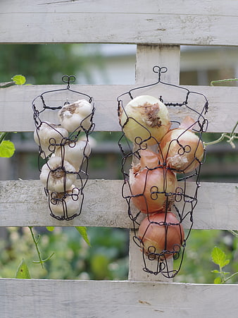 Fresh garlic and onions hanging in wire baskets on a rustic wooden fence