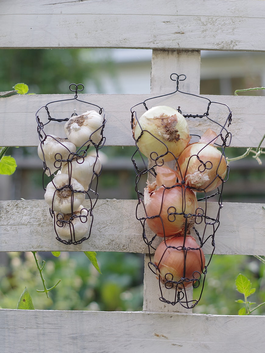 Fresh garlic and onions hanging in wire baskets on a rustic wooden fence