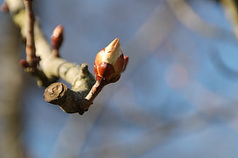 Close-up of a budding tree branch against a blue sky
