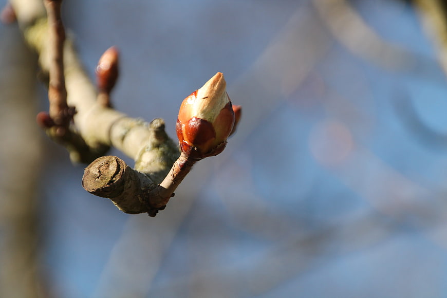 Close-up of a budding tree branch against a blue sky