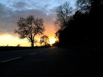 Silhouette of bare trees on a country road at sunset