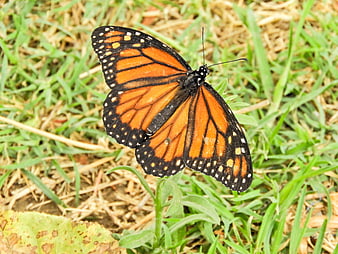 Monarch Butterfly on Green Grass